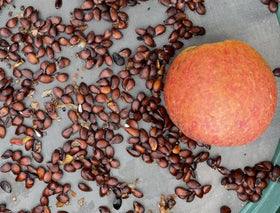Seeds Of Strength heirloom apple seed packet highlights classic flavor potential.