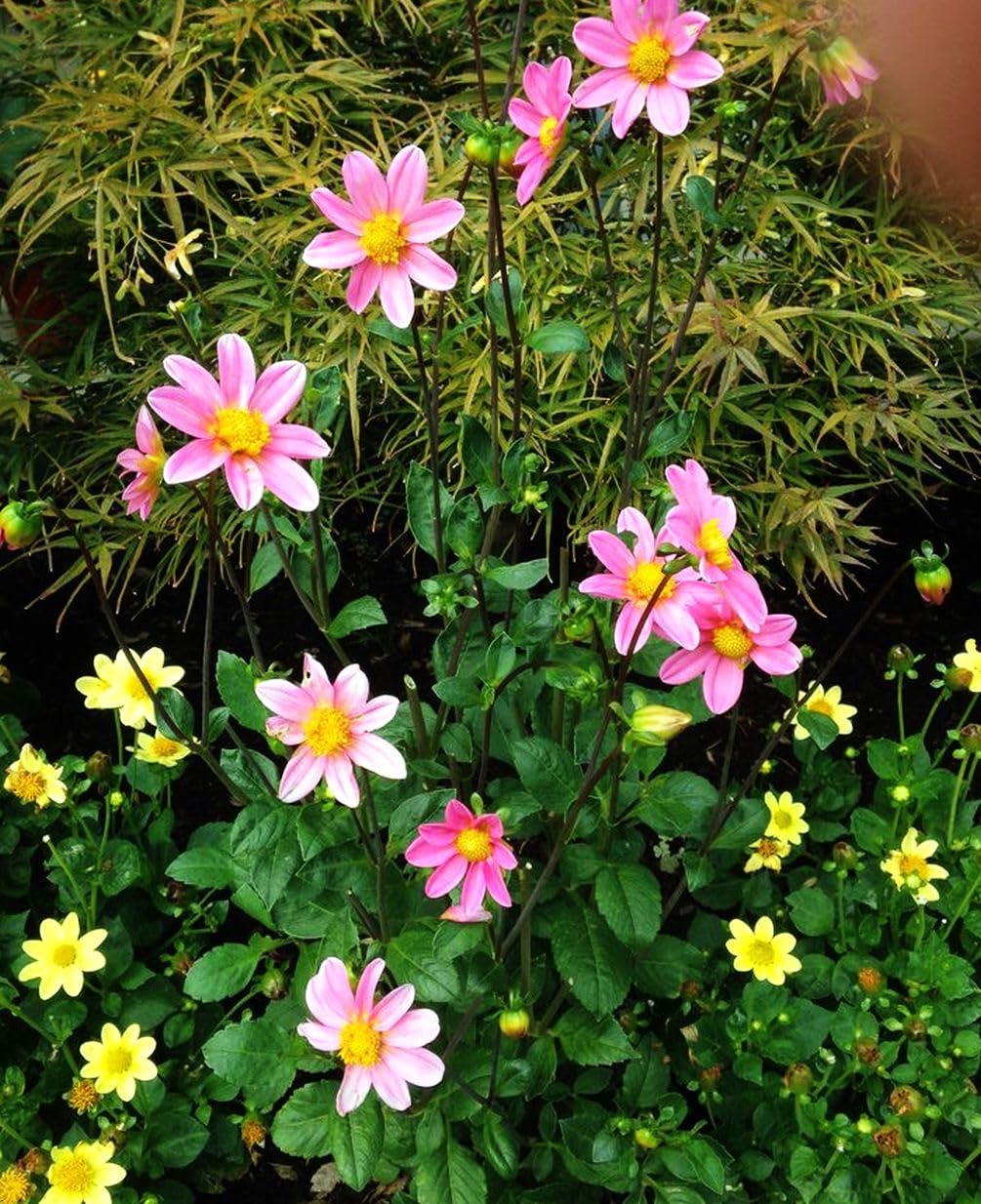 Seeds Of Strength heirloom-color-mix mini-dahlia adds authentic pompon hues