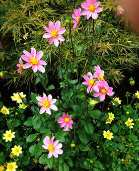 Seeds Of Strength heirloom-color-mix mini-dahlia adds authentic pompon hues