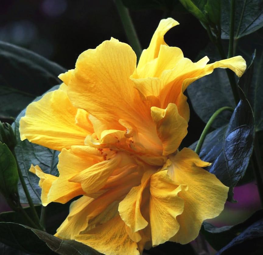 Seeds Of Strength heirloom hibiscus bloom — rare variety adds garden charm.