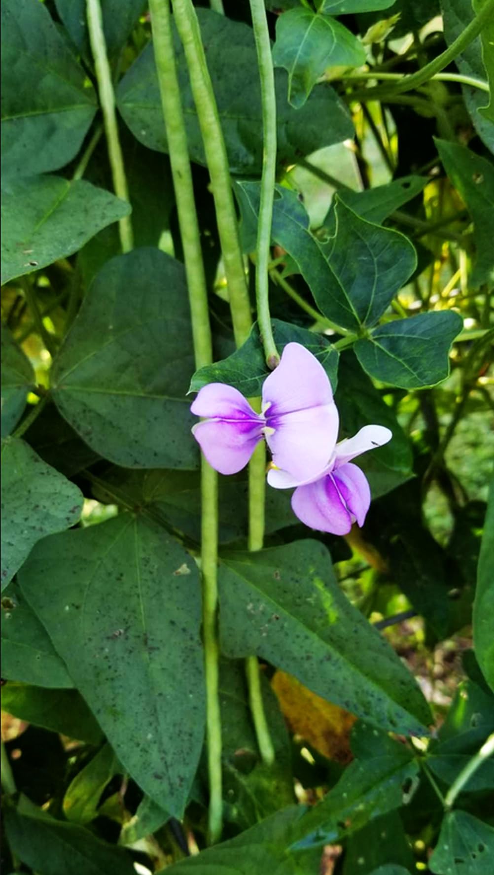 Seeds Of Strength heirloom non-GMO bean seeds for lasting flavor and garden diversity.