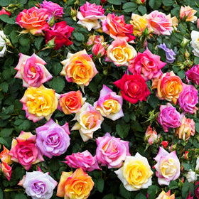 Seeds Of Strength heirloom rose seeds ideal for seed-saving and open-pollinated varieties.