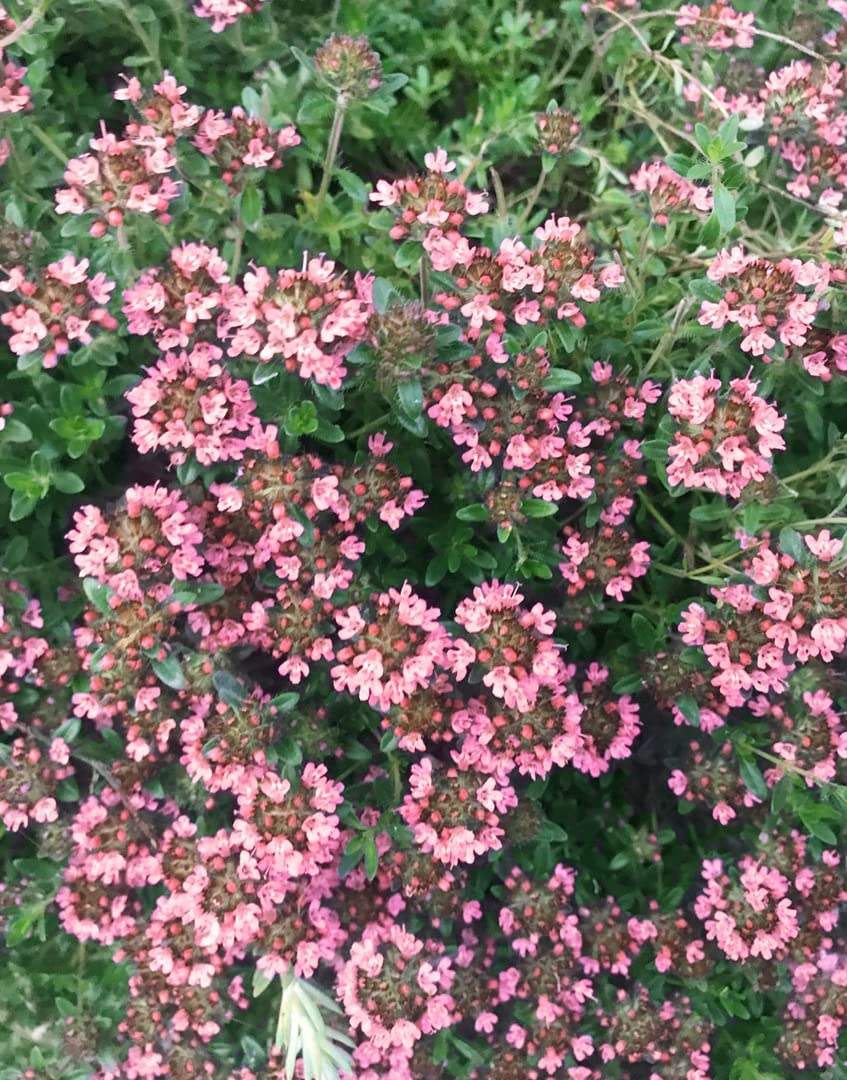 Seeds Of Strength heirloom thyme-seeds pack photo appeals to natural gardening enthusiasts.