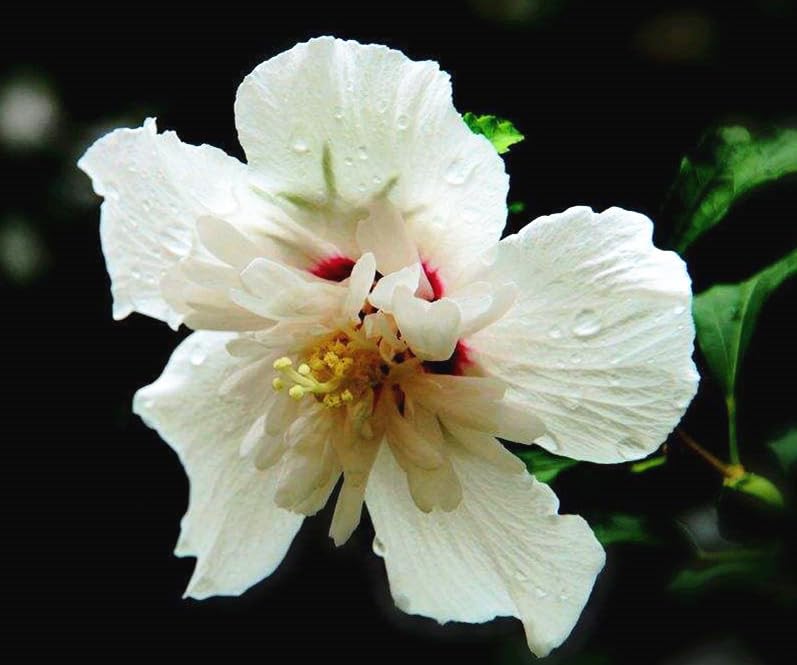 Seeds Of Strength hibiscus bloom close-up — eye-catching colors for focal displays.