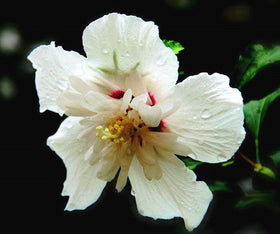Seeds Of Strength hibiscus bloom close-up — eye-catching colors for focal displays.