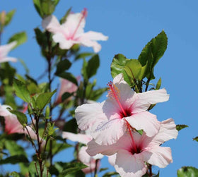 Seeds Of Strength hibiscus flowers in white-pink-red mix for vibrant color
