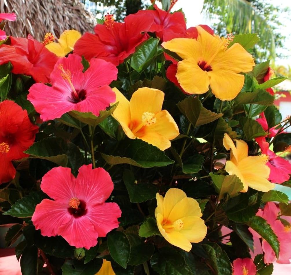 Seeds Of Strength giant hibiscus garden arrangement with large blooms per season