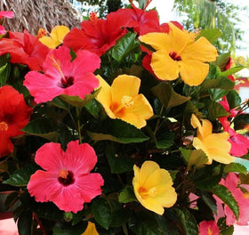 Seeds Of Strength giant hibiscus garden arrangement with large blooms per season