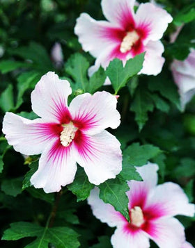 Seeds Of Strength hibiscus grandiflorus closeup shows vibrant tropical color