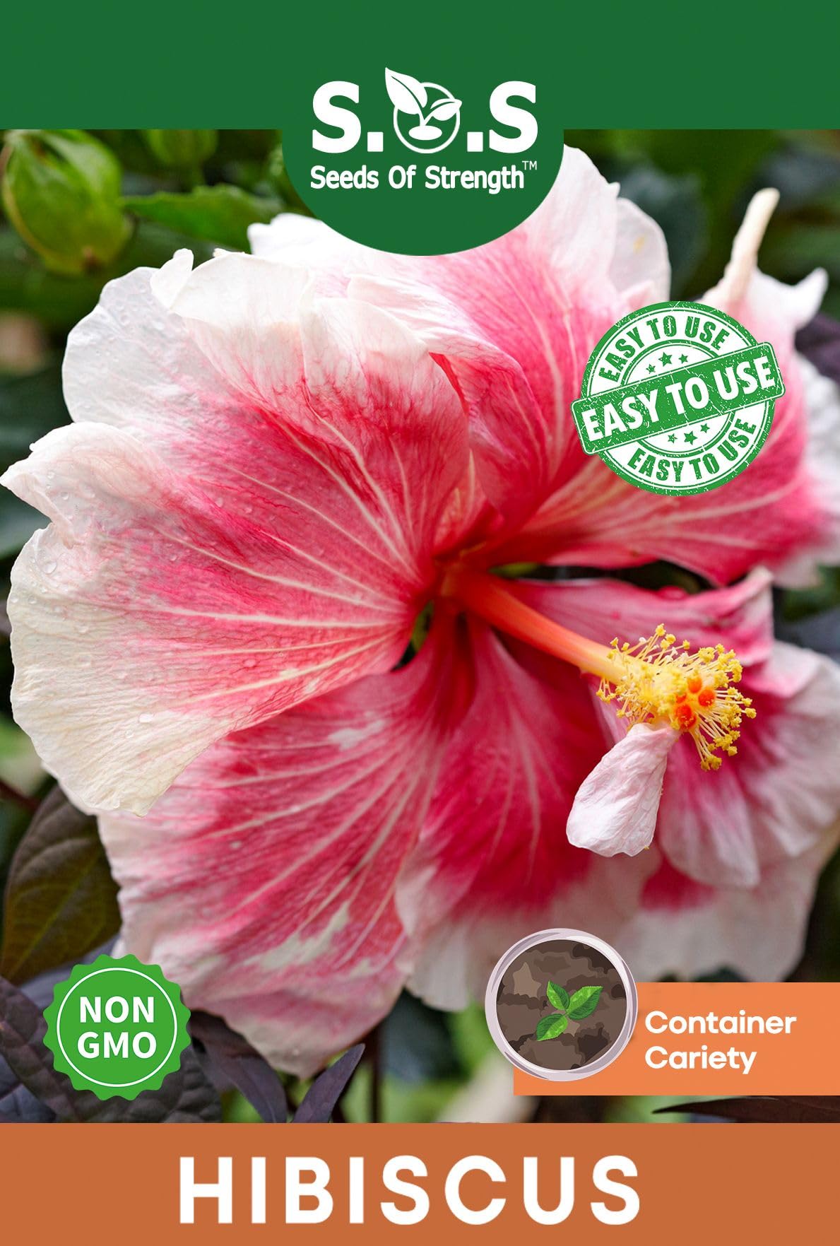 Seeds Of Strength hibiscus grandiflorus dinner-plate bloom featuring dramatic giant flowers for borders