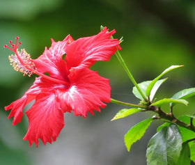Seeds Of Strength hibiscus grandiflorus drought-tolerant look after establishment