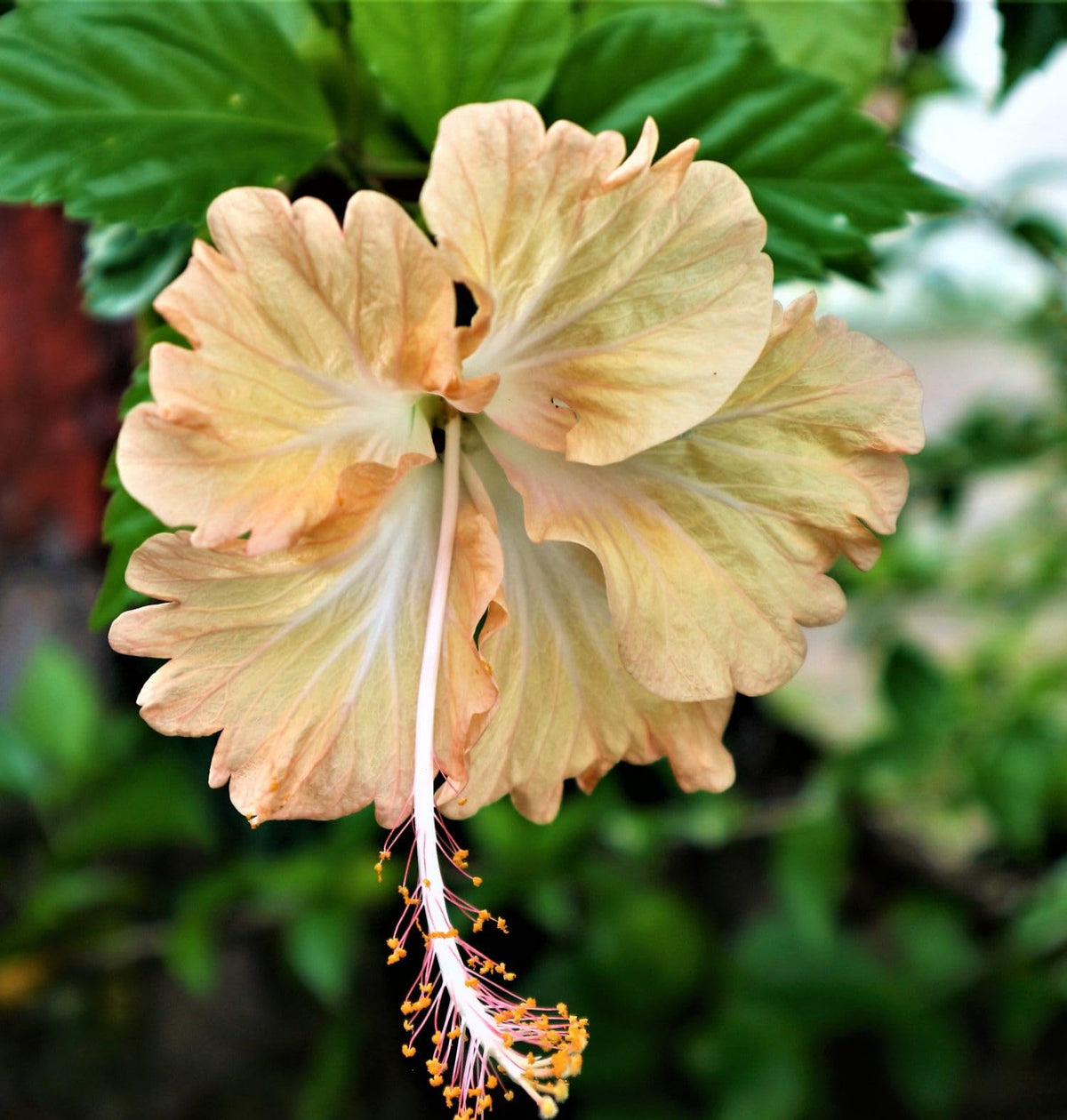 Seeds Of Strength hibiscus grandiflorus privacy-screen forms fast garden screening