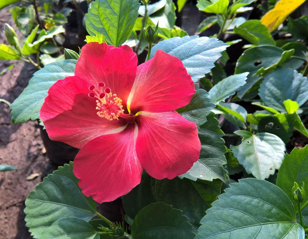 Seeds Of Strength hibiscus grandiflorus seedling ready for easy planting