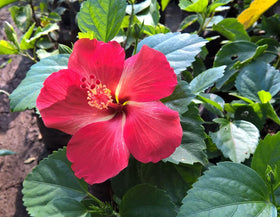 Seeds Of Strength hibiscus grandiflorus seedling ready for easy planting