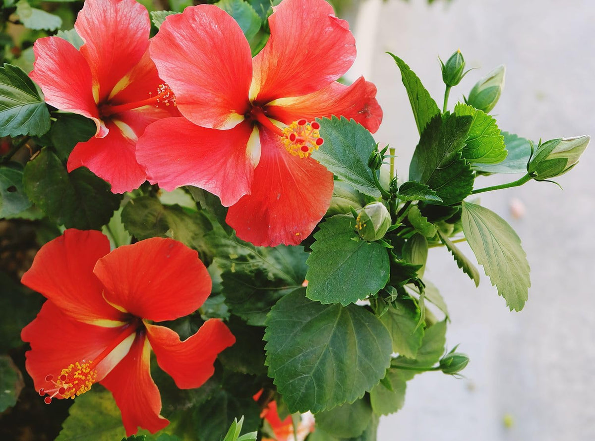Seeds Of Strength hibiscus grandiflorus tropical leaves add lush garden ambience