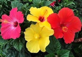 Seeds Of Strength hibiscus in garden bed blooming from mid-summer onward
