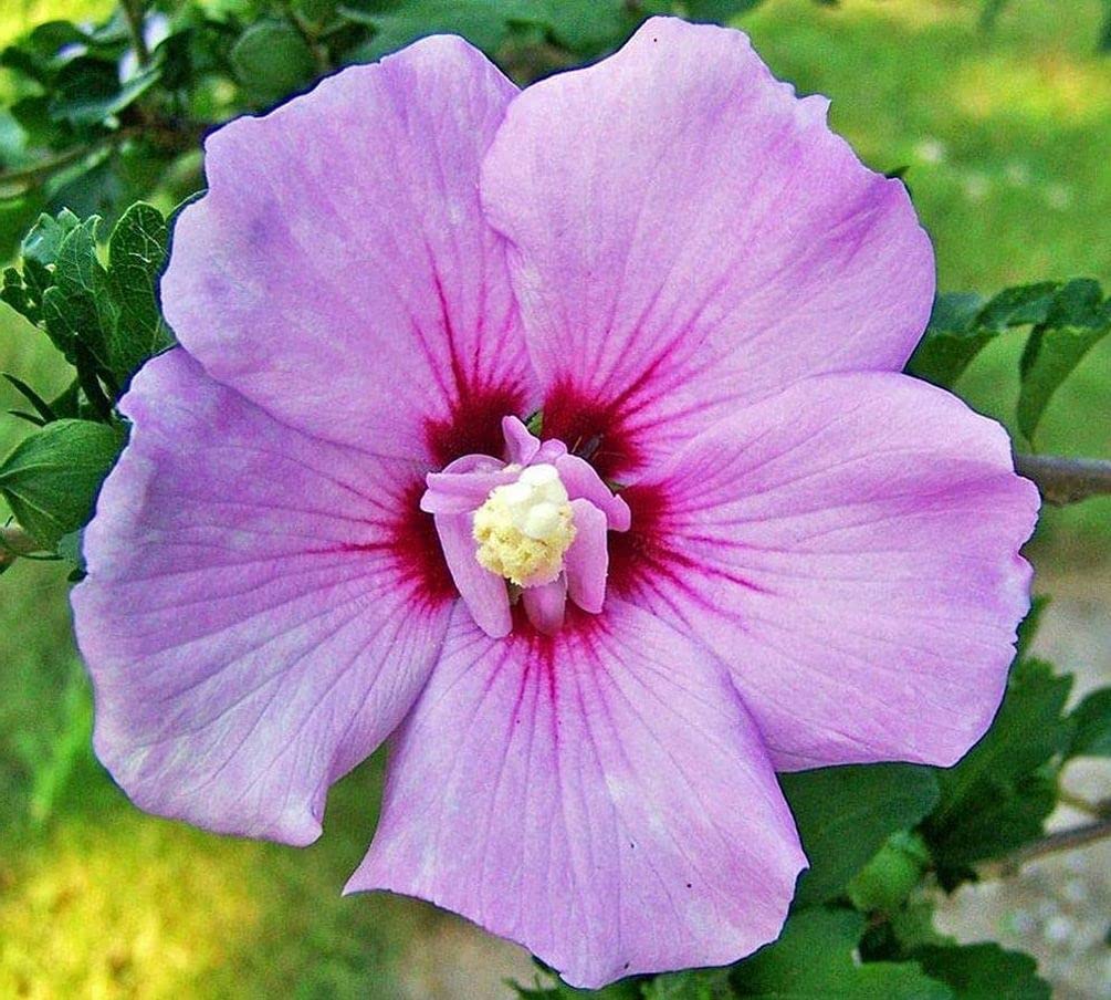 Seeds Of Strength Hibiscus Mix with dramatic 6-inch blooms.
