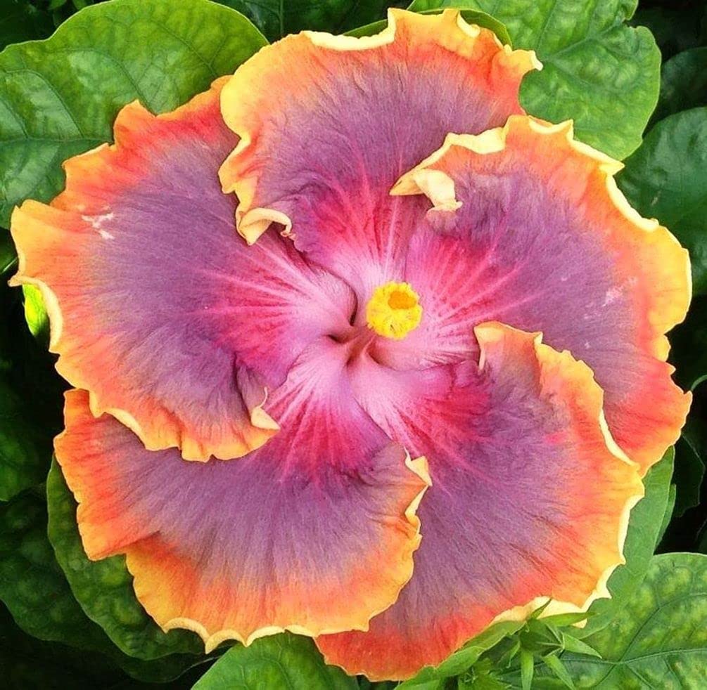 Seeds Of Strength Hibiscus Mix on a balcony setup for compact spaces.