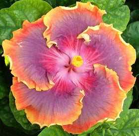 Seeds Of Strength Hibiscus Mix on a balcony setup for compact spaces.