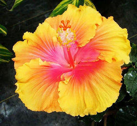 Seeds Of Strength Hibiscus Mix in a container garden on a patio.