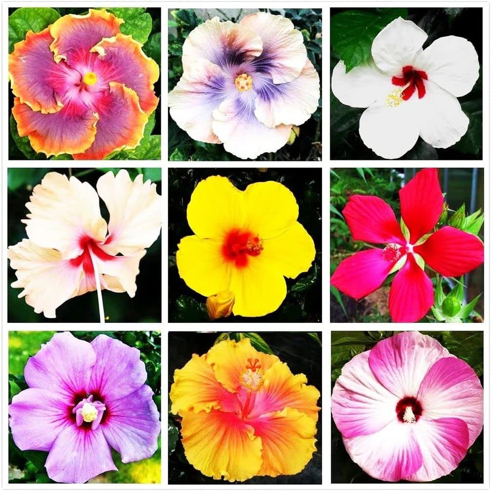 Seeds Of Strength Hibiscus Mix pack-front view showing seeds for outdoor planting.