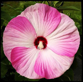 Seeds Of Strength Hibiscus Mix attracting bees and butterflies.
