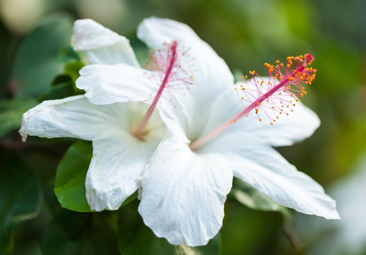 Seeds Of Strength hibiscus plants reach 4-6 feet for bold garden statements