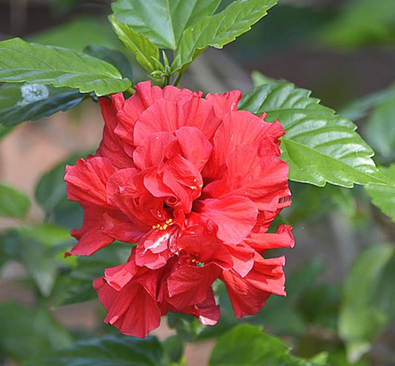 Seeds Of Strength hibiscus seedling emerging — ready to thrive in sunlit beds.