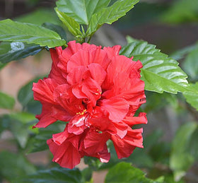 Seeds Of Strength hibiscus seedling emerging — ready to thrive in sunlit beds.
