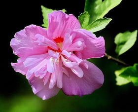Seeds Of Strength hibiscus seeds close-up — mixed-color petals preview for a lively garden.