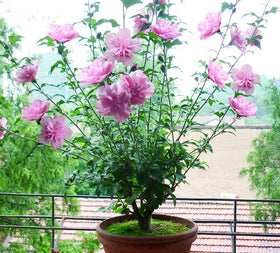 Seeds Of Strength hibiscus seeds in soil — easy-to-grow, non-GMO option.