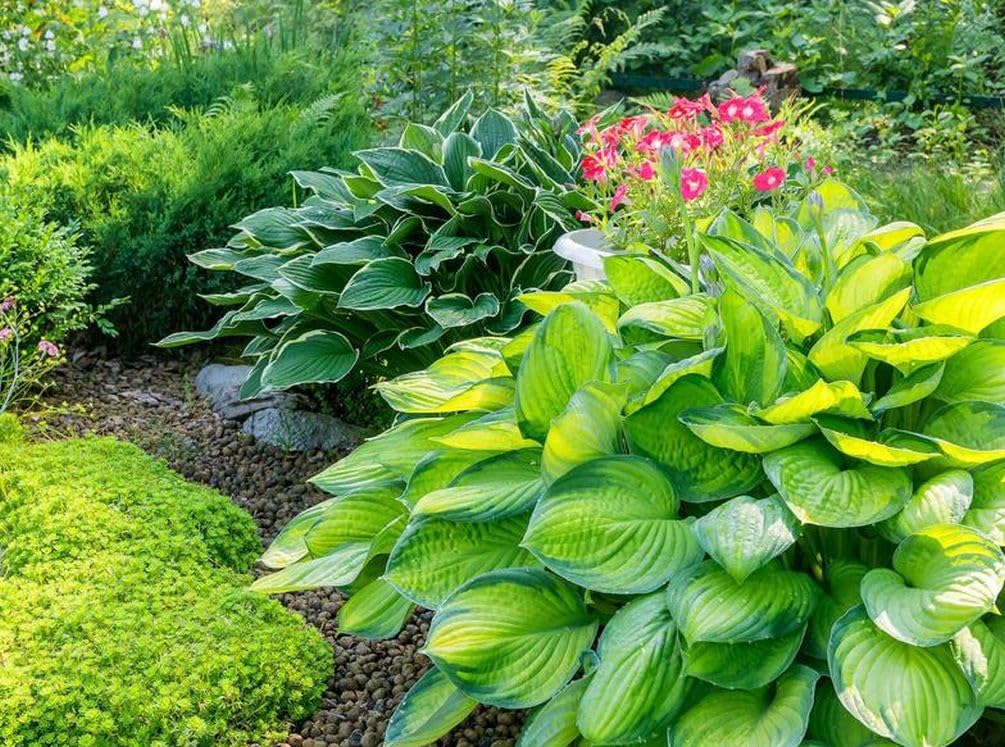Seeds Of Strength blue hosta seeds offering striking foliage in shade beds.