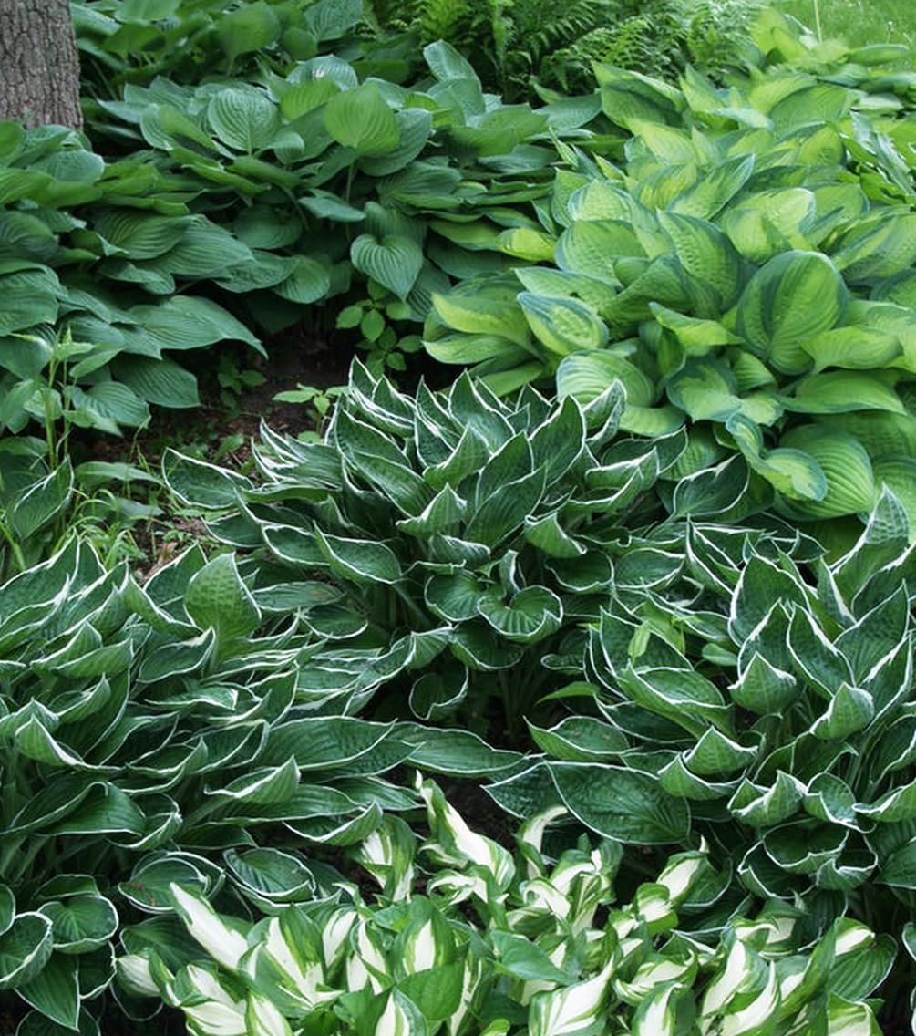 Seeds Of Strength hosta seeds ideal for container gardening and border plantings.