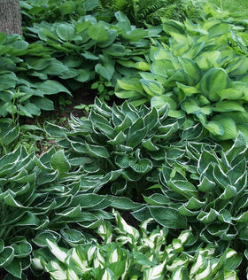 Seeds Of Strength hosta seeds ideal for container gardening and border plantings.