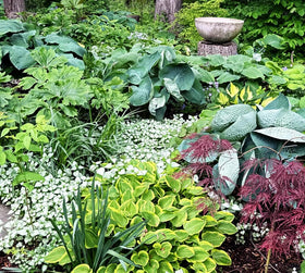 Seeds Of Strength germination-ready hosta seeds typically sprout in 14–21 days.