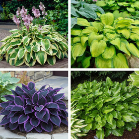 Seeds Of Strength mixed hosta seeds in bag for vibrant shade garden borders.
