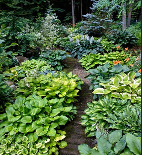 Seeds Of Strength hosta blooms attract pollinators to a calm shaded yard.