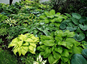 Seeds Of Strength purple hosta seeds add dramatic color to garden borders.
