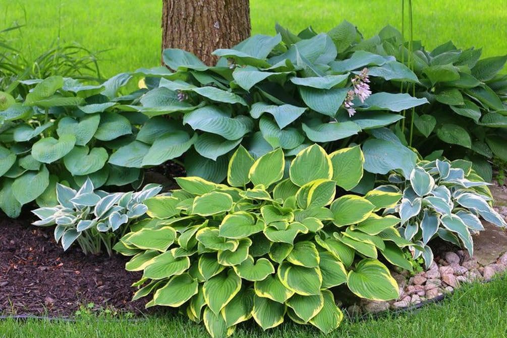 Seeds Of Strength hosta seeds shown for shade garden setup and low-maintenance planting.