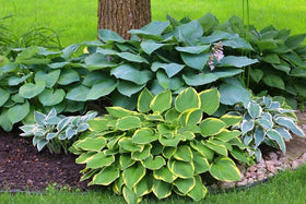 Seeds Of Strength hosta seeds shown for shade garden setup and low-maintenance planting.