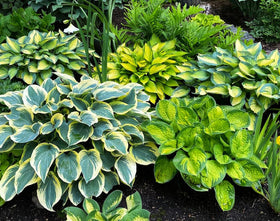 Seeds Of Strength white hosta seeds create light contrast in shaded containers.