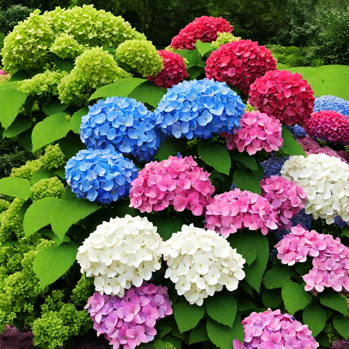 Seeds Of Strength hydrangea seeds bloom colorfully from spring through fall.