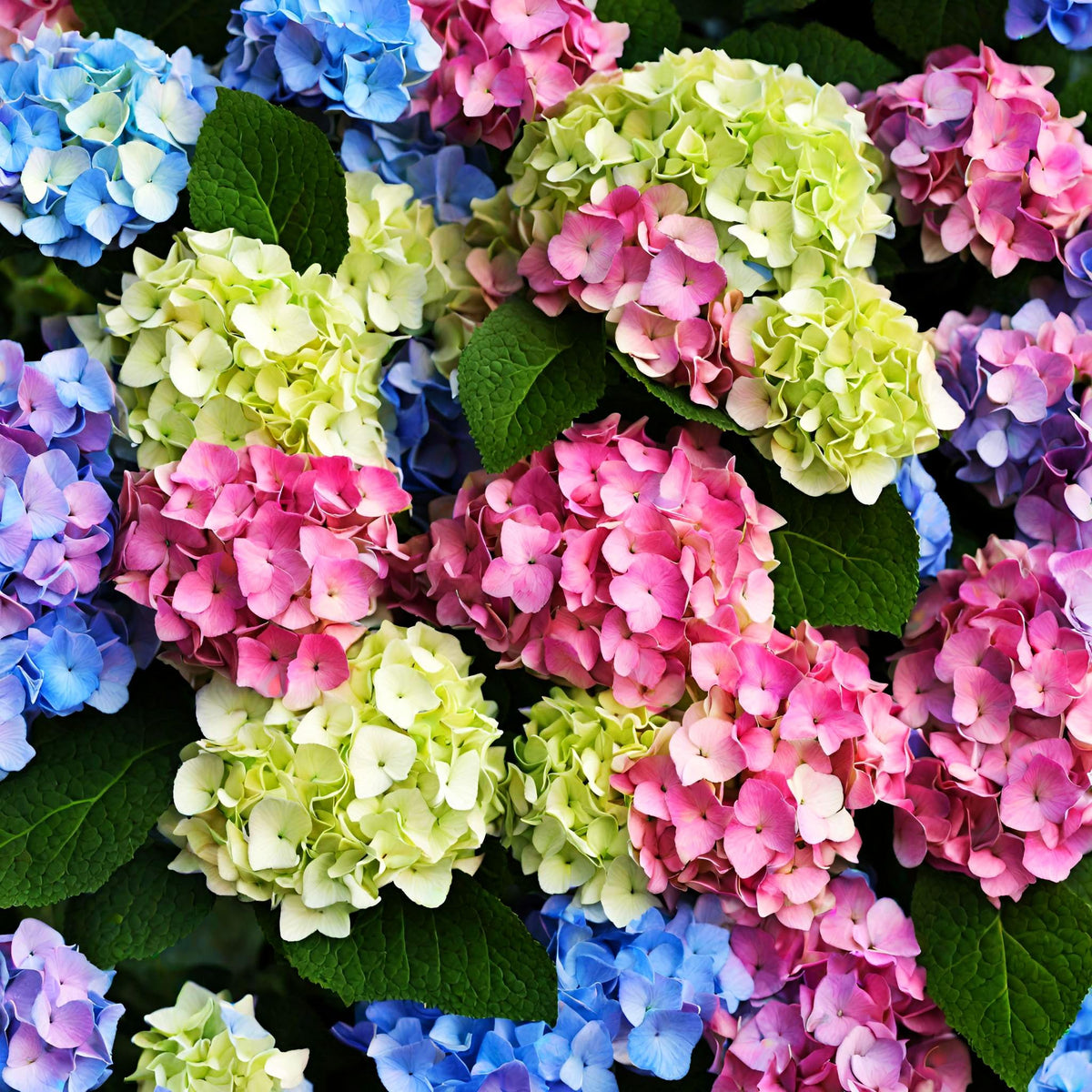 Seeds Of Strength hydrangea seeds germinate under warm lights for steady sprouts.