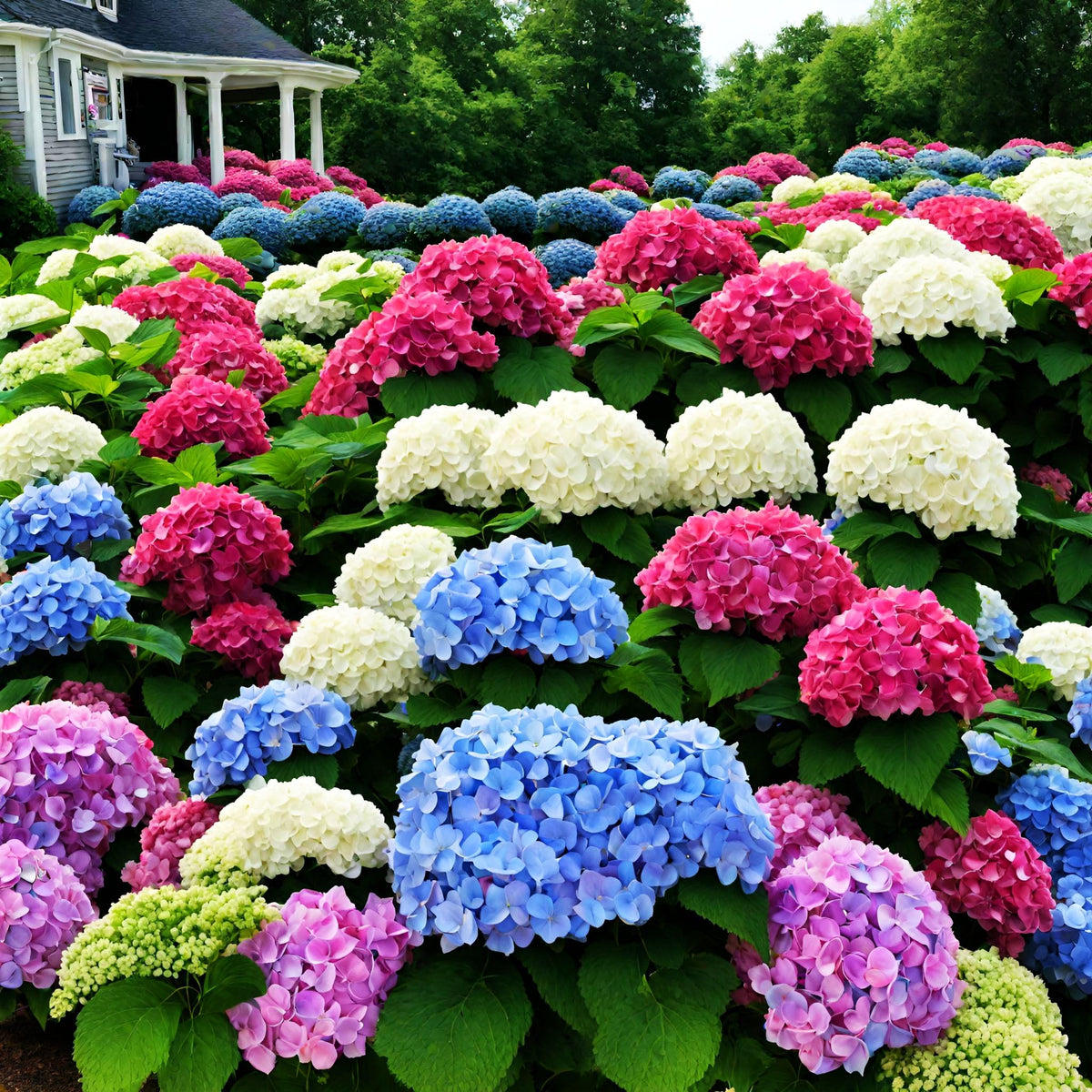 Seeds Of Strength hydrangea seeds sown 1/4 inch deep for strong seedlings.