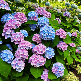 Seeds Of Strength scarification of hydrangea seeds boosts germination rates.
