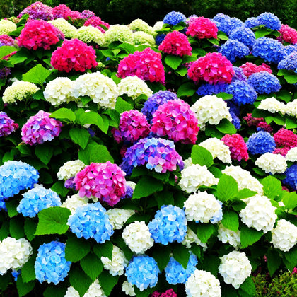 Seeds Of Strength hydrangea seeds in seed trays ready to start garden.