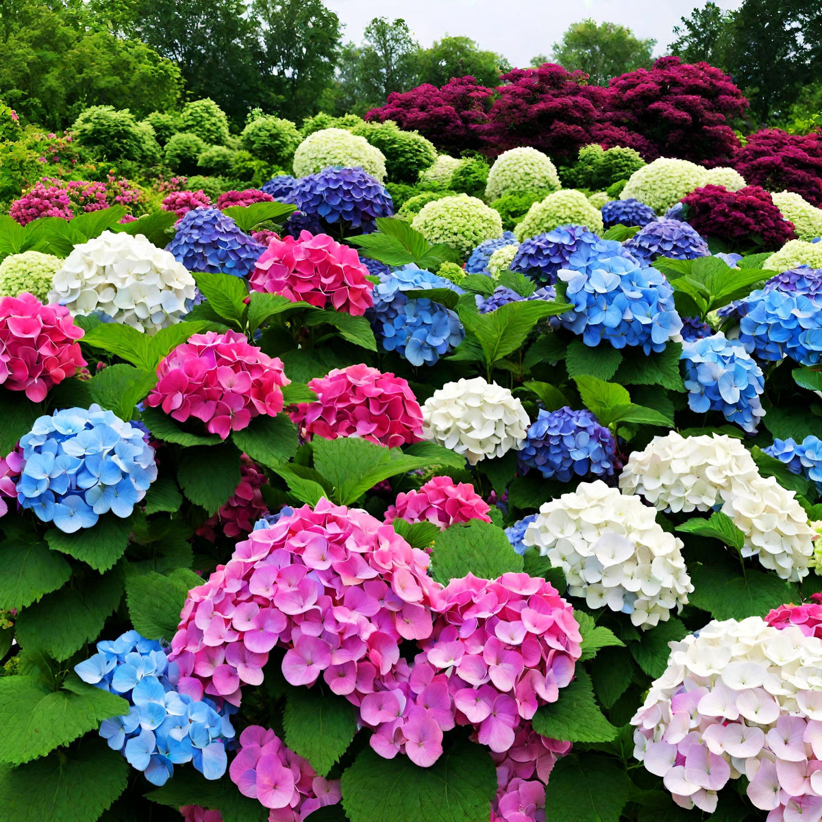Seeds Of Strength hydrangea spacing guide for healthy airflow and growth.
