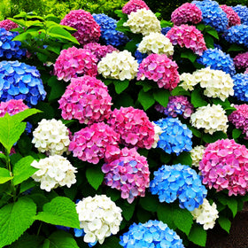 Seeds Of Strength hydrangea seedlings ready to transplant into garden or containers.