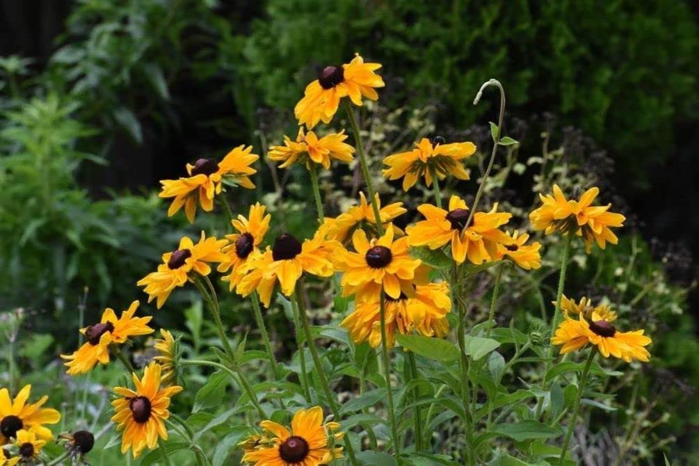 Seeds Of Strength vibrant yellow blooms on black-eyed susan vine in full color.