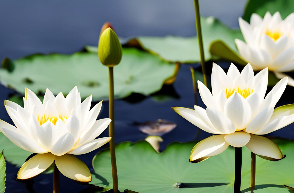 Seeds Of Strength lotus seeds ready for sunny aquatic environments
